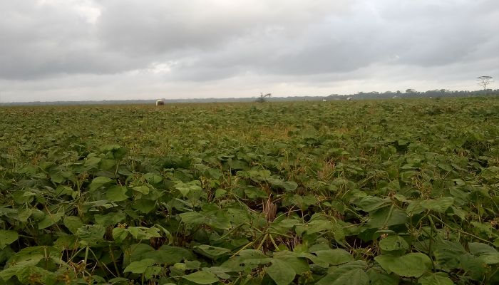 Geblug Panen Kacang Hijau 01