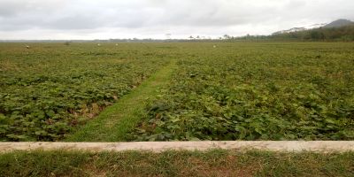 Geblug Panen Kacang Hijau